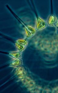 Ocean Technology Transition
