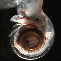 Nautiloid shell eaten away by ocean acidification. 