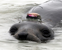 Animal Telemetry Network