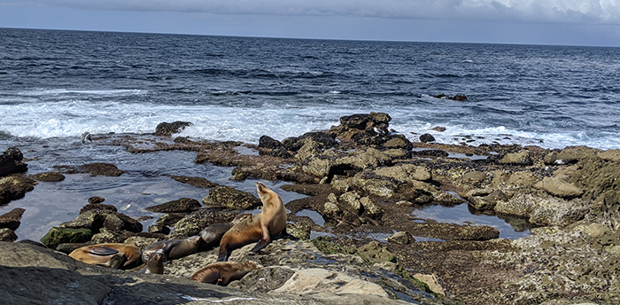 Sea lions basking at LaJolla Cove